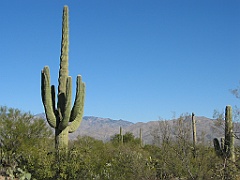 125 Saguaro National Park